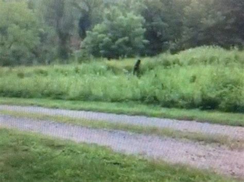 "You can&x27;t just see something that&x27;s maybe a once in a century discovery and go to your nine to five job, you gotta go look for fur or footprints or some kind of evidence". . Sasquatch sightings near me